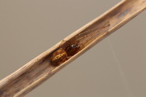 Pachygnatha clercki