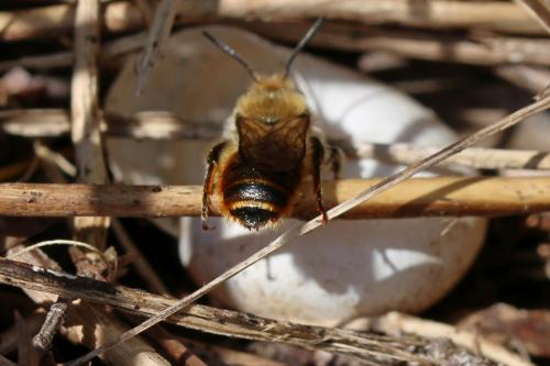 Réf. 252 670 : Osmia aurulenta