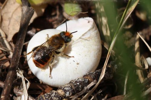 Réf. 252 669 : Osmia aurulenta