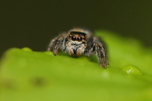 Carrhotus xanthogramma
