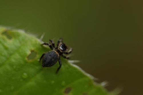 Carrhotus xanthogramma
