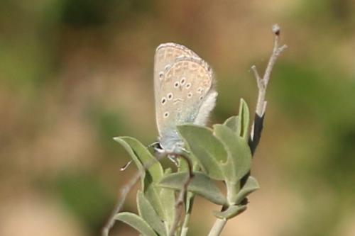 Réf. 252 729 : Glaucopsyche melanops
