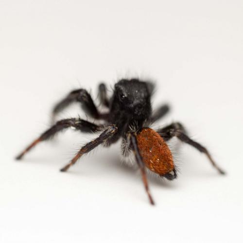 Réf. 252 374 : Carrhotus xanthogramma