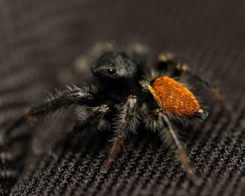 Réf. 252 375 : Carrhotus xanthogramma