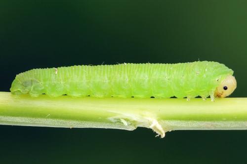 Réf. 252 016 : Aneugmenus temporalis