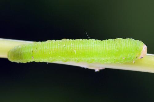 Réf. 252 017 : Aneugmenus temporalis