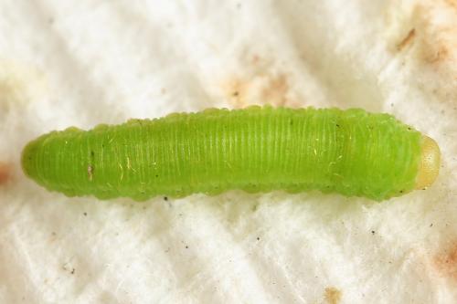 Réf. 252 021 : Aneugmenus temporalis