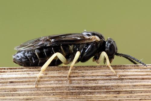 Réf. 252 023 : Aneugmenus temporalis