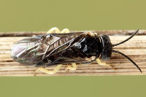 Réf. 252 024 : Aneugmenus temporalis