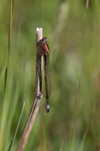 Ischnura elegans