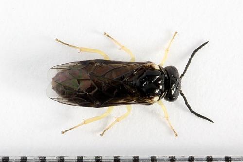 Réf. 252 025 : Aneugmenus temporalis