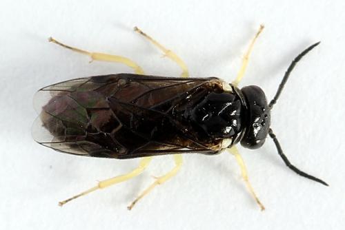 Réf. 252 026 : Aneugmenus temporalis