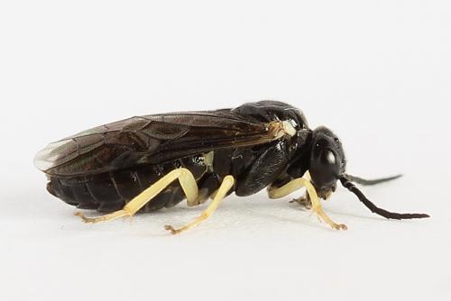 Réf. 252 027 : Aneugmenus temporalis