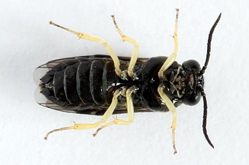 Réf. 252 028 : Aneugmenus temporalis