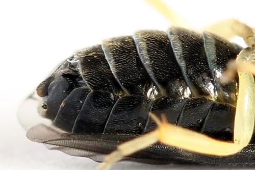 Réf. 252 031 : Aneugmenus temporalis