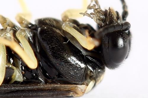 Réf. 252 032 : Aneugmenus temporalis