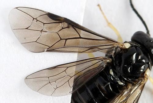 Réf. 252 033 : Aneugmenus temporalis
