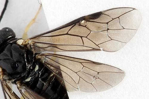 Réf. 252 034 : Aneugmenus temporalis