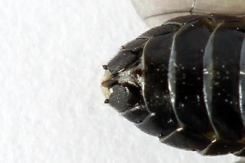 Réf. 252 036 : Aneugmenus temporalis