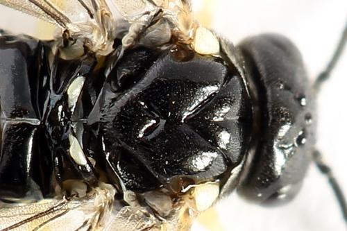 Réf. 252 038 : Aneugmenus temporalis