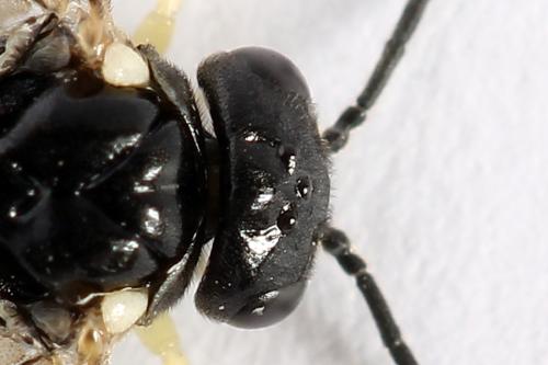Réf. 252 039 : Aneugmenus temporalis