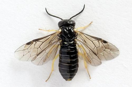 Réf. 252 040 : Aneugmenus temporalis