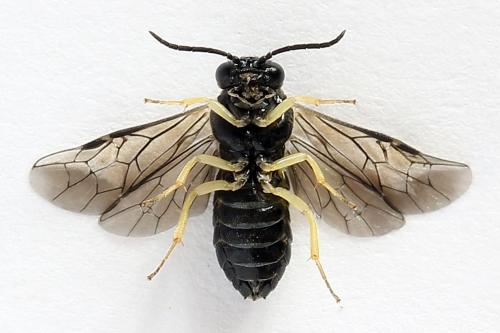 Réf. 252 041 : Aneugmenus temporalis