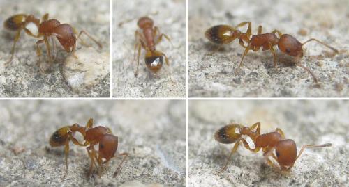 Temnothorax unifasciatus