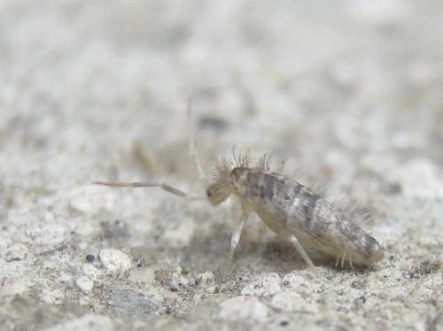 Réf. 252 750 : Seira domestica