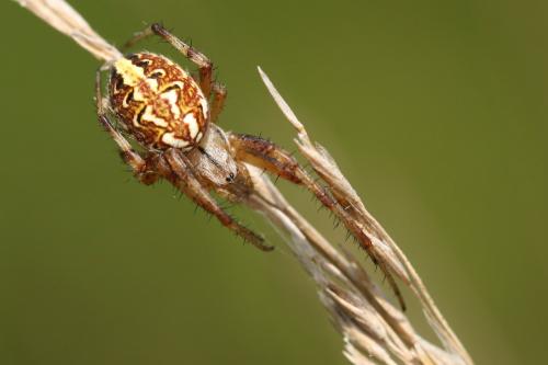 Neoscona byzanthina