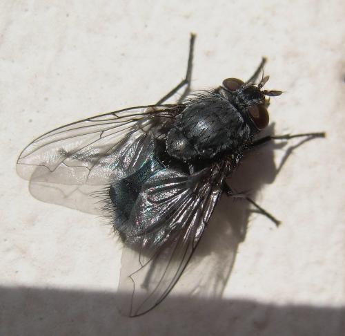 Réf. 252 659 : Calliphora sp.