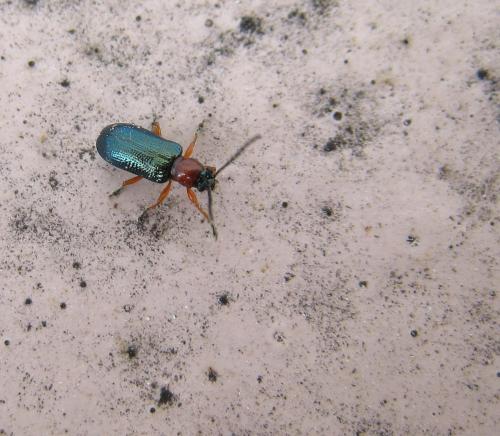 Oulema sp.