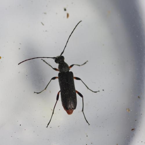Réf. 252 757 : Grammoptera abdominalis