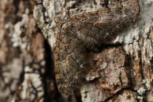 Réf. 252 282 : Eupithecia abbreviata