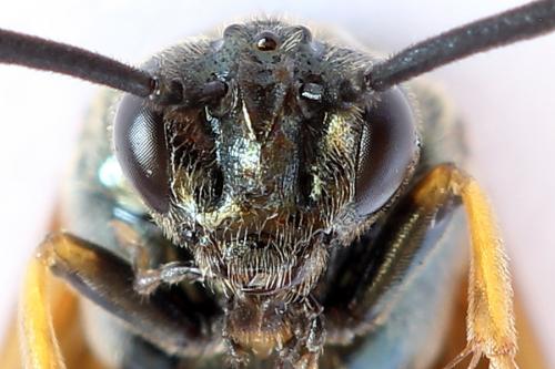 Réf. 252 002 : Arge ustulata