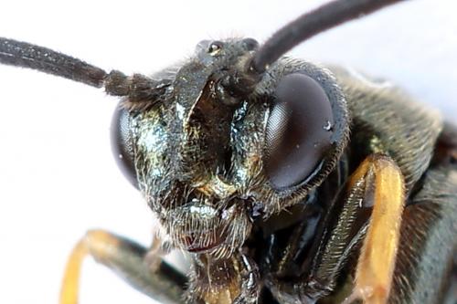 Réf. 252 003 : Arge ustulata