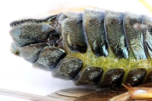 Réf. 252 004 : Arge ustulata