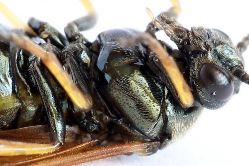 Réf. 252 005 : Arge ustulata