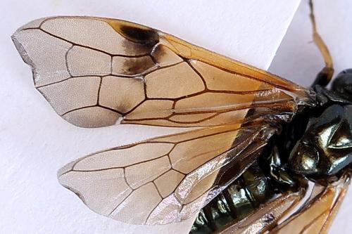 Réf. 252 006 : Arge ustulata