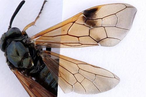 Arge ustulata