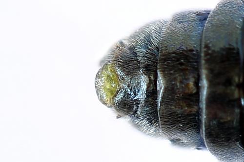 Réf. 252 008 : Arge ustulata