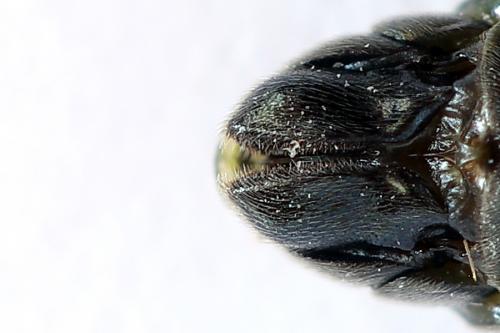 Arge ustulata