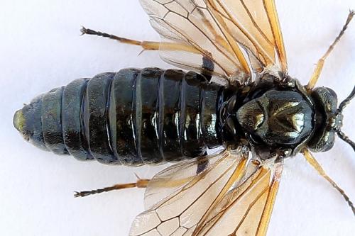 Arge ustulata