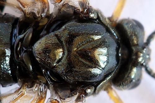 Arge ustulata
