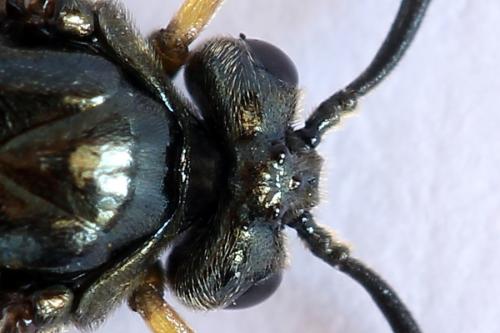 Réf. 252 012 : Arge ustulata