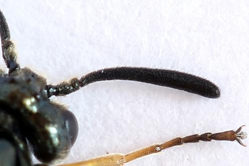 Arge ustulata