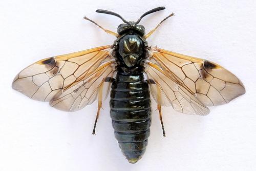 Réf. 252 014 : Arge ustulata