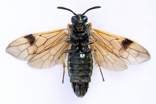 Arge ustulata