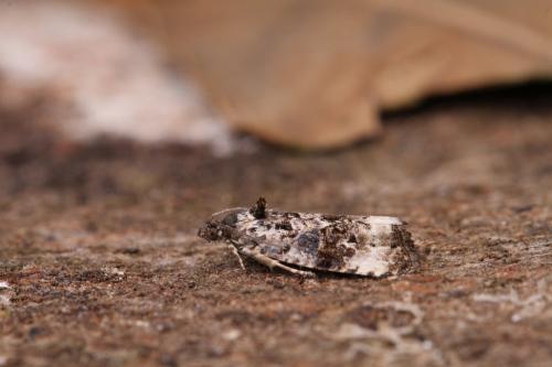 Endothenia sp.
