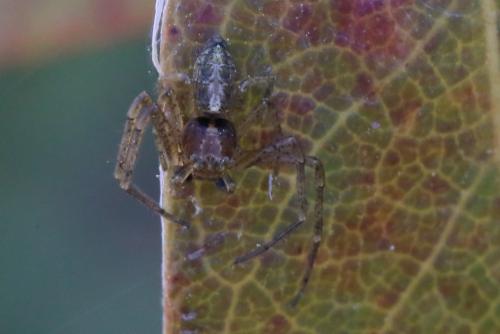 Tmarus sp.